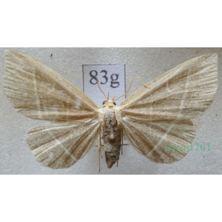 Trisateles emortualis (Denis & Schiffermüller, 1775) Pomiarka zmarlica Czech83g